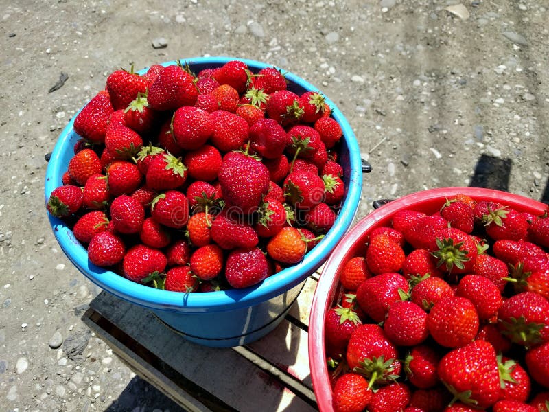 Fermez-vous du seau bleu complètement de juicystrawberries frais de sélection Seau de fraise sur la rue au jour ensoleillé photo stock Fermez-vous du seau bleu complètement de juicystrawberries frais de sélection Seau de fraise sur la rue au jour ensoleillé photo stock