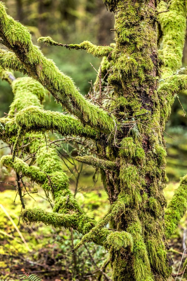 Fermez-vous fortement de l'arbre couvert par mousse images stock Fermez-vous fortement de l'arbre couvert par mousse images stock
