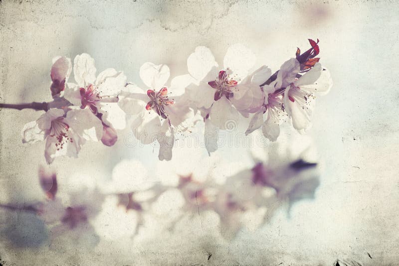 Fermez-vous sur la fleur de ressort avec le foyer mou - vieille photo photographie stock Fermez-vous sur la fleur de ressort avec le foyer mou - vieille photo photographie stock