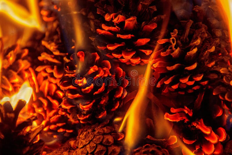 Unusual campfire of pine cones at night in the forest. Siberia. Taiga. Unusual campfire of pine cones at night in the forest. Siberia. Taiga