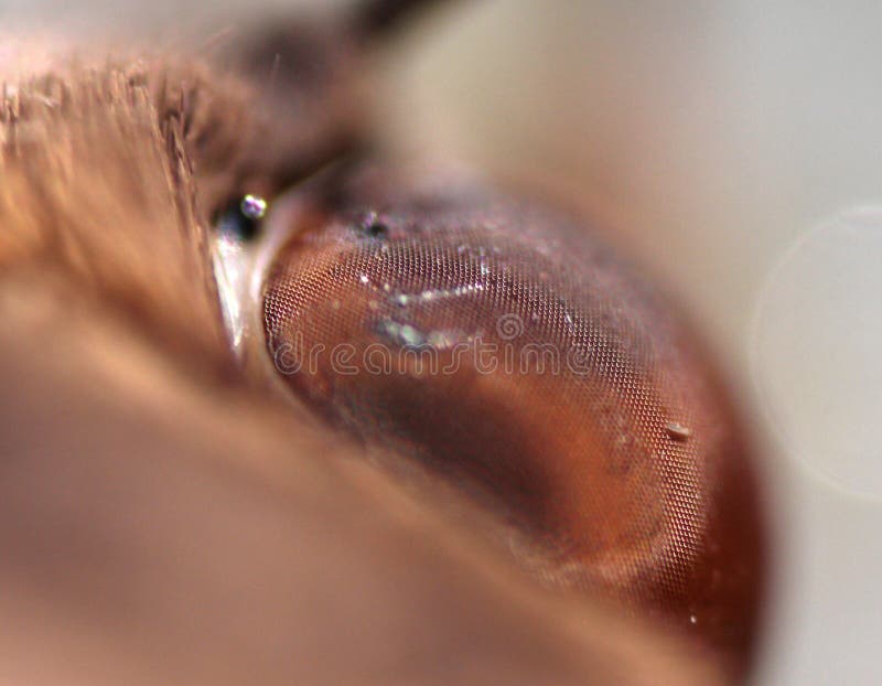 Fermez-vous ultra d'un oeil d'une mite images libres de droits
