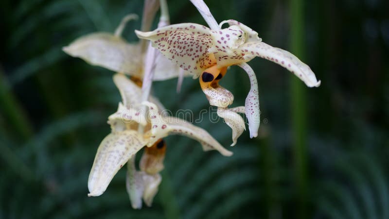 Fermez-vous vers le haut de belles fleurs sauvages photographie stock Fermez-vous vers le haut de belles fleurs sauvages photographie stock
