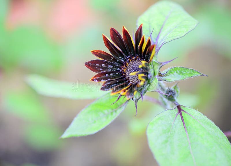 Fermez-vous vers le haut de helianthus annuus rouge-brun de tournesol de fleur photographie stock libre de droits Fermez-vous vers le haut de helianthus annuus rouge-brun de tournesol de fleur photographie stock libre de droits