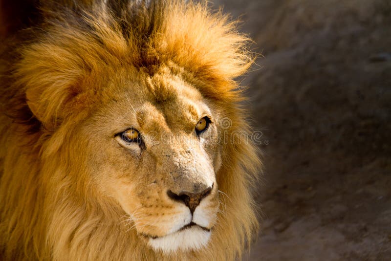 Fermez-vous vers le haut de l'illustration de regarder mâle de lion