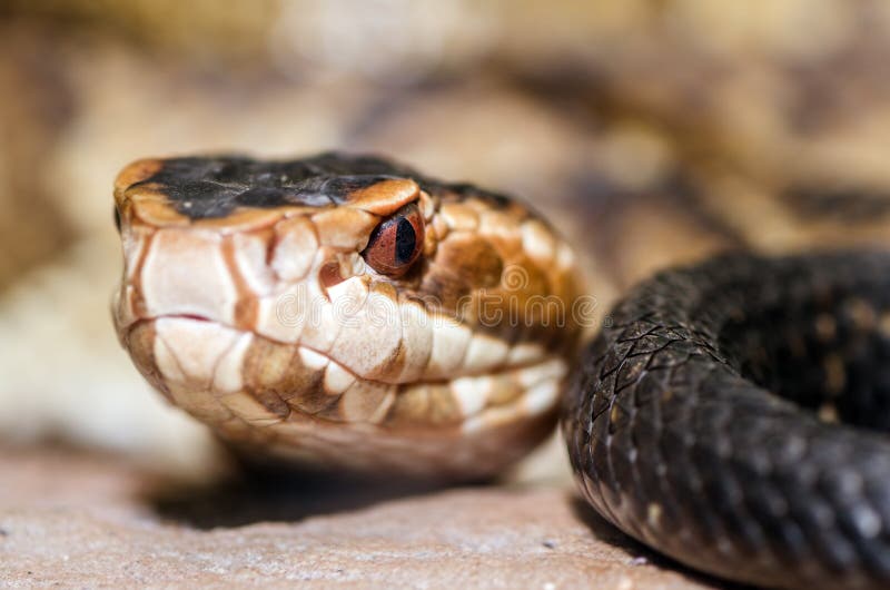 Fermez-vous vers le haut de l'image du serpent de cottonmouth (le piscivorus d'Agkistrodon) images libres de droits Fermez-vous vers le haut de l'image du serpent de cottonmouth (le piscivorus d'Agkistrodon) images libres de droits