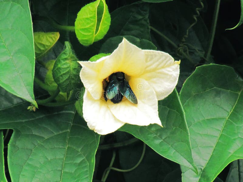 Fermez-vous vers le haut de l'insecte en fleurs jaunes de jacquier Momordi de bébé image stock Fermez-vous vers le haut de l'insecte en fleurs jaunes de jacquier Momordi de bébé image stock