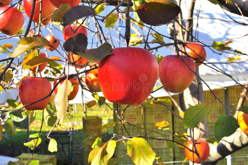 Fermez-vous vers le haut de la pomme sur l'arbre photos libres de droits Fermez-vous vers le haut de la pomme sur l'arbre photos libres de droits