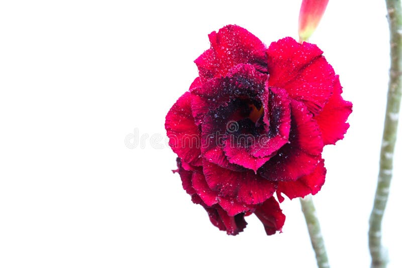 Fermez-vous vers le haut de la rose de rouge, fleur rouge d'isolement sur le fond blanc photos libres de droits Fermez-vous vers le haut de la rose de rouge, fleur rouge d'isolement sur le fond blanc photos libres de droits