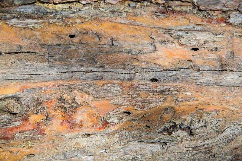Fermez-vous vers le haut de la texture de l'écorce d'arbre de cèdre images stock Fermez-vous vers le haut de la texture de l'écorce d'arbre de cèdre images stock