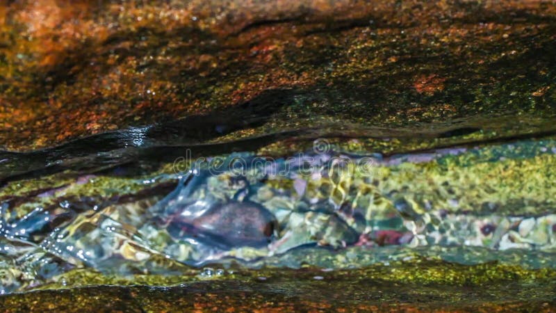 Fermez-vous vers le haut de la vue de l'eau claire débordante et ondulez autour de la pierre du lit de rivière boucle banque de vidéos