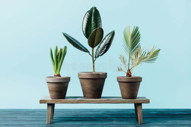 close up view of green plants in flowerpots on wooden decorative bench isolated on blue. close up view of green plants in flowerpots on wooden decorative bench isolated on blue