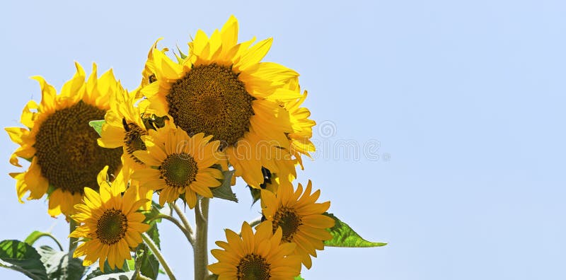 Fermez-vous vers le haut de la vue de l'usine de tournesol contre la bannière de ciel bleu photo stock Fermez-vous vers le haut de la vue de l'usine de tournesol contre la bannière de ciel bleu photo stock