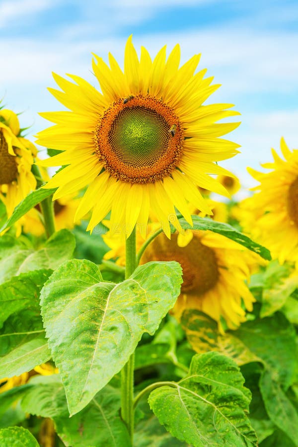 Fermez-vous vers le haut de la vue sur le tournesol sur le champ image stock Fermez-vous vers le haut de la vue sur le tournesol sur le champ image stock