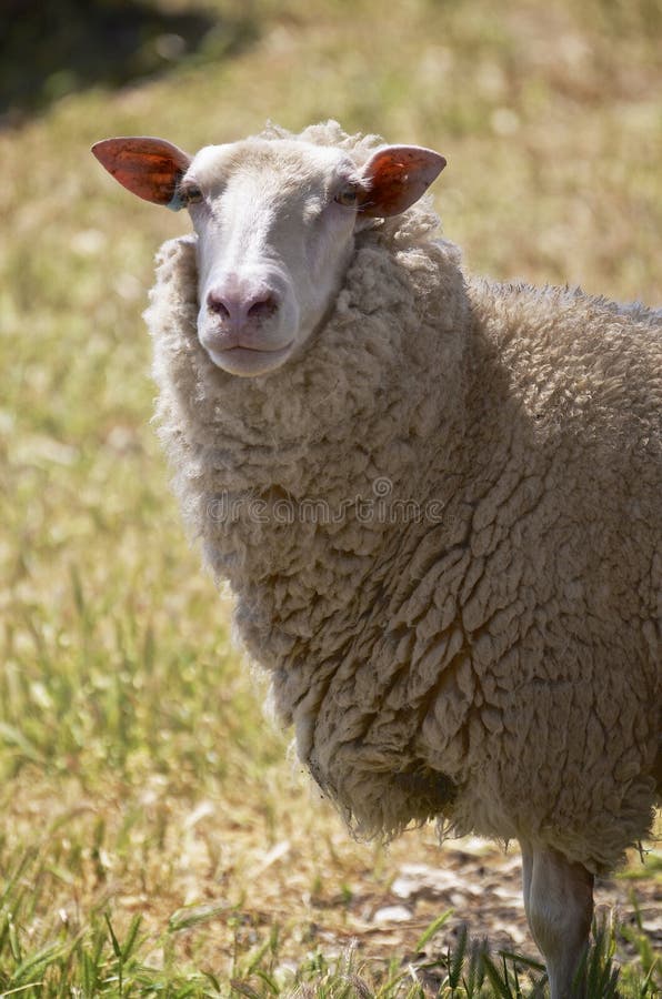 Close up of dairy sheep in Kangaroo Island, South Australia. Close up of dairy sheep in Kangaroo Island, South Australia