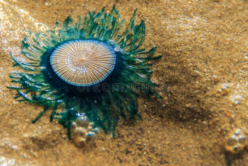 Fermez-vous vers le haut des méduses bleues de bouton (porpita de porpita) sur le wh de plage images stock Fermez-vous vers le haut des méduses bleues de bouton (porpita de porpita) sur le wh de plage images stock