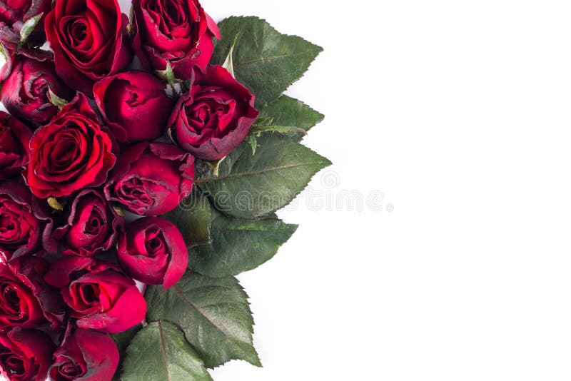 Fermez-vous vers le haut des roses rouges naturelles Carte de voeux avec roses rouges et espace pour le texte utilisant comme le photos stock Fermez-vous vers le haut des roses rouges naturelles Carte de voeux avec roses rouges et espace pour le texte utilisant comme le photos stock