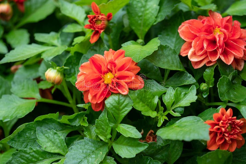 Fermez-vous vers le haut du beau dahlia rouge dans le jardin image stock Fermez-vous vers le haut du beau dahlia rouge dans le jardin image stock