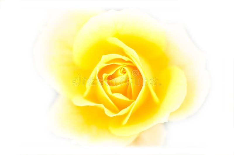 Fermez-vous vers le haut du jaune s'est levé photo stock Fermez-vous vers le haut du jaune s'est levé photo stock