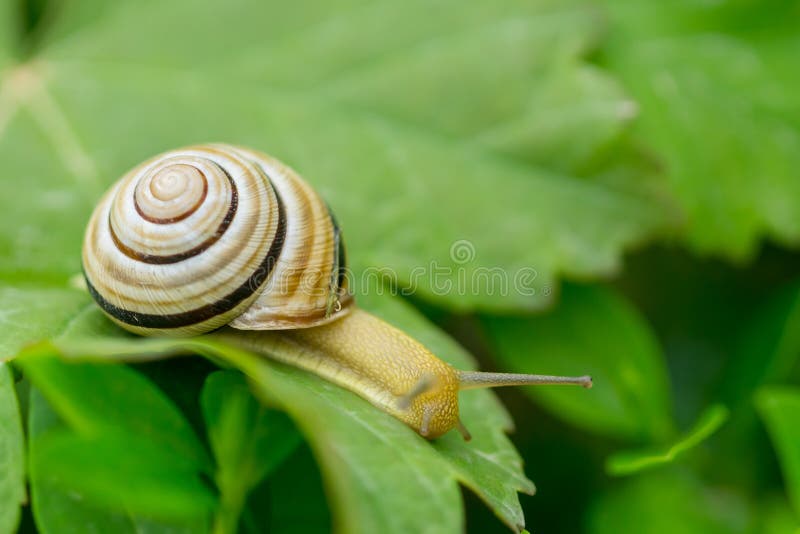 Fermez-vous vers le haut du macro de l'escargot rampant sur les feuilles vertes image stock Fermez-vous vers le haut du macro de l'escargot rampant sur les feuilles vertes image stock