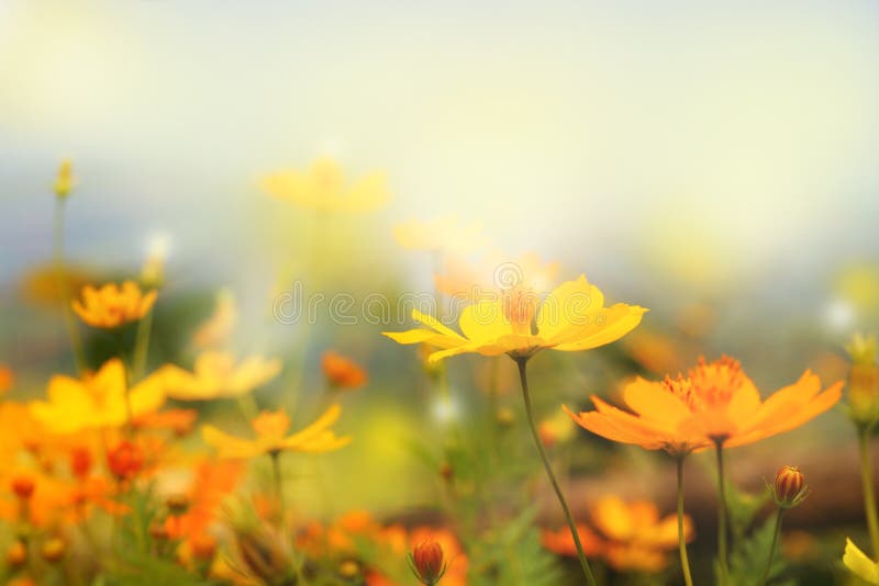Fermez-vous vers le haut du paysage de tache floue de belle fleur jaune et de ciel bleu photographie stock libre de droits
