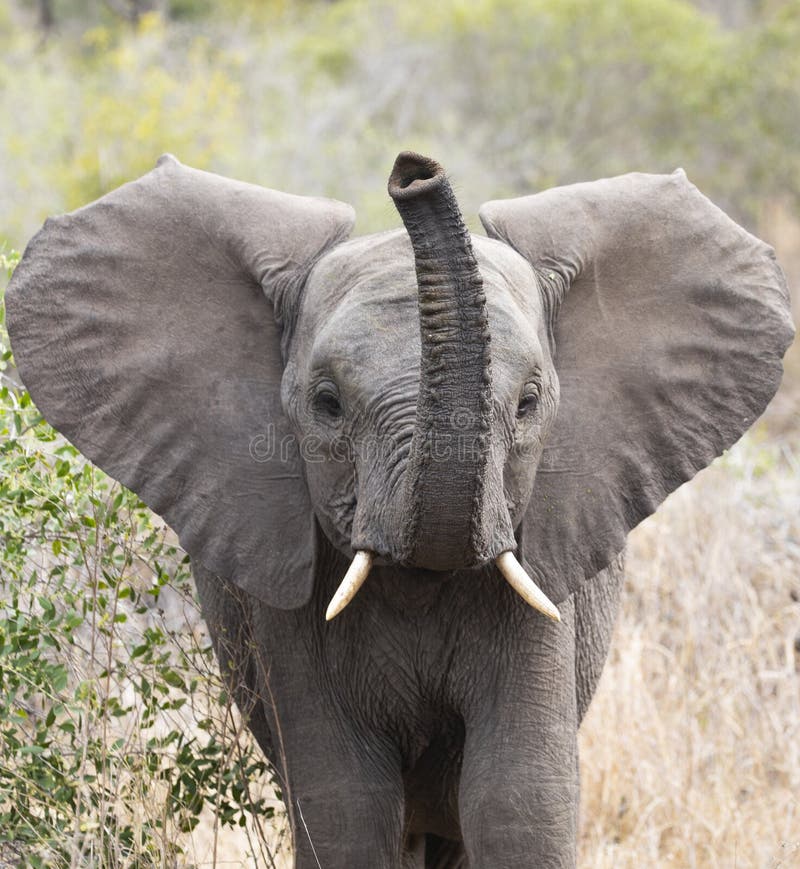 Fermez-vous vers le haut du portrait frontal du jeune éléphant, africana de Loxodonta, sonnant de la trompette avec le tronc augm photos stock Fermez-vous vers le haut du portrait frontal du jeune éléphant, africana de Loxodonta, sonnant de la trompette avec le tronc augm photos stock