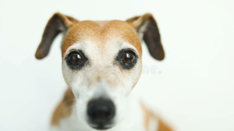 Fermez-vous vers le haut du portrait visuel du petit terrier mignon de Jack Russell de chien Beaux yeux futés Enregistrement vidé banque de vidéos
