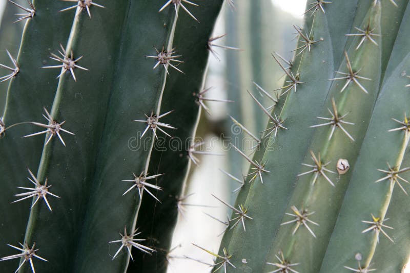 Fermez-vous vers le haut du tronc de cactus avec le fond d'abrégé sur nature d'épine photographie stock Fermez-vous vers le haut du tronc de cactus avec le fond d'abrégé sur nature d'épine photographie stock