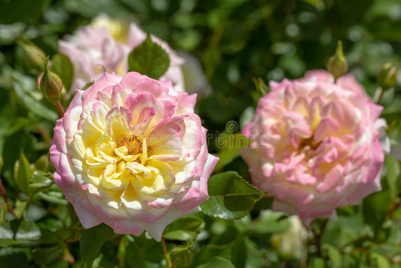 Fermez-vous “de l'arbuste hybride de la boîte à musique s'est levé au foyer sélectif fleurissant dans le jardin avec une autre ro photos libres de droits Fermez-vous “de l'arbuste hybride de la boîte à musique s'est levé au foyer sélectif fleurissant dans le jardin avec une autre ro photos libres de droits