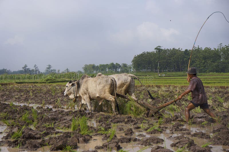 Download Fermier photo stock éditorial. Image du collecte, agriculture - 76078313