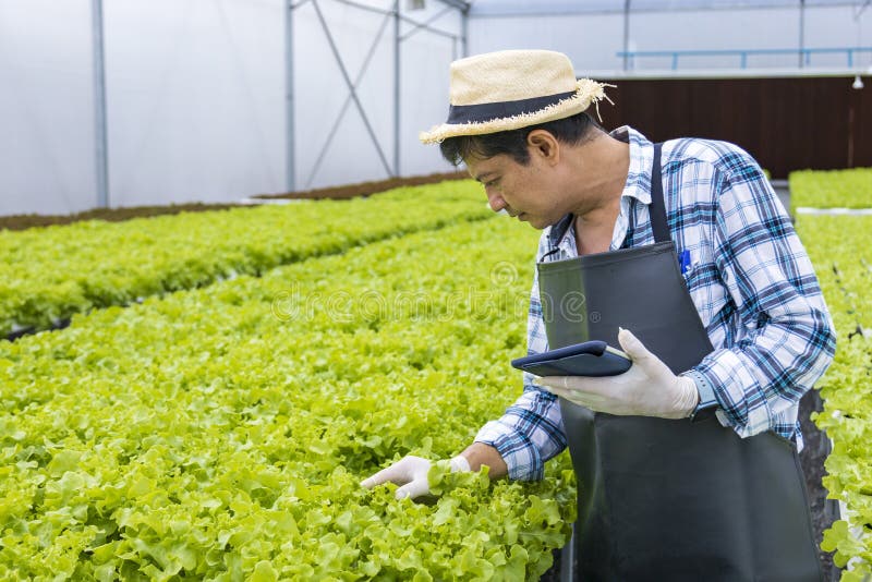 Fermier asiatic fericit care utilizează tabletă digitală în salata verde de stejar cu salată verde cu efect de seră, folosind sist stock photography