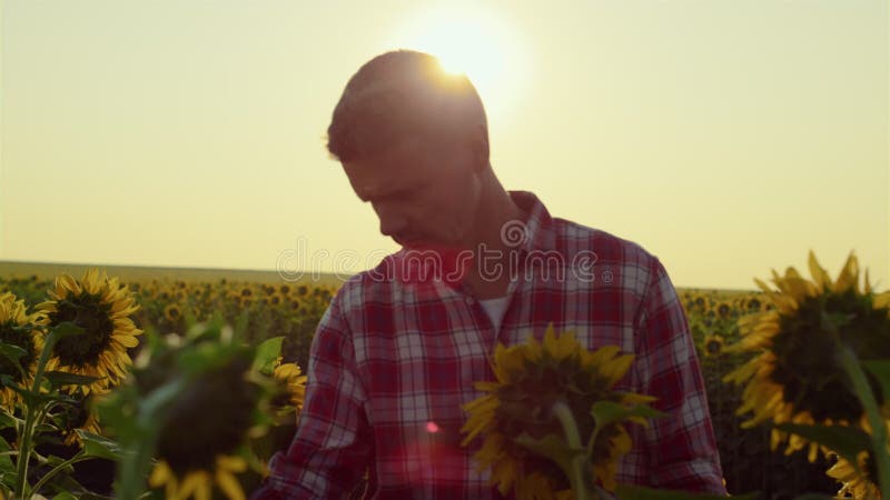 Fermier care verifică câmpul floarea-soarelui în lumina soarelui auriu. inspecție agronomică concentrată stock footage