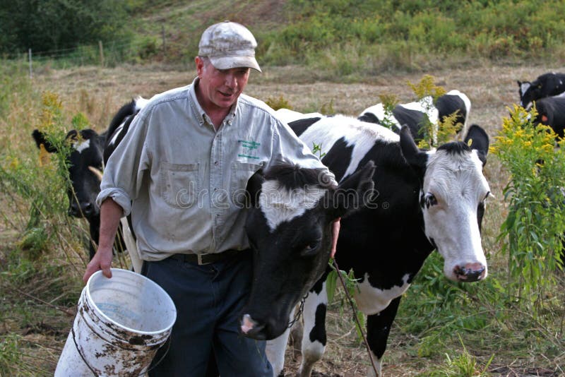 Scene of a farmer leading and feeding his cows. Scene of a farmer leading and feeding his cows
