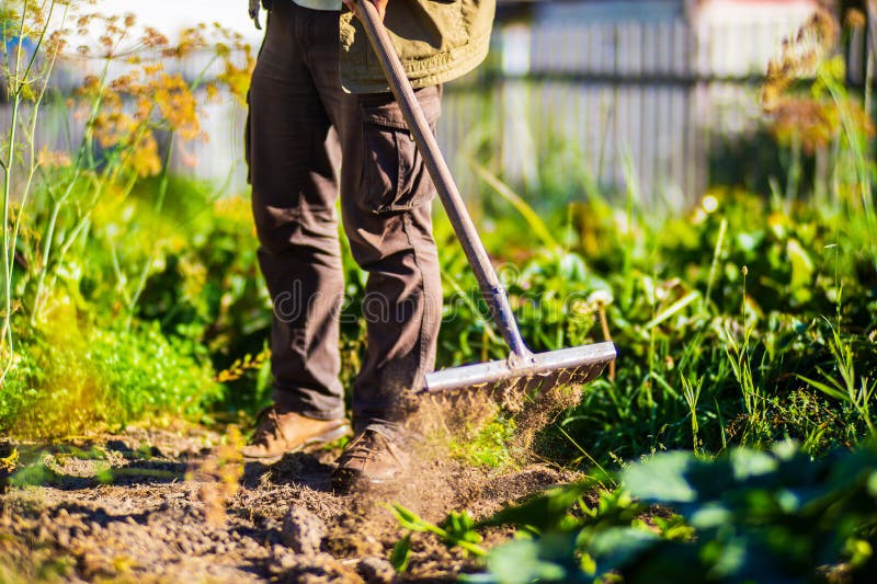 Fermier Cultiver Des Terres Dans Le Jardin Avec Outils à La Main.  Assouplissement Du Sol. Concept De Jardinage. Travaux Agricoles Photo stock  - Image du cultivation, fermier: 270298374