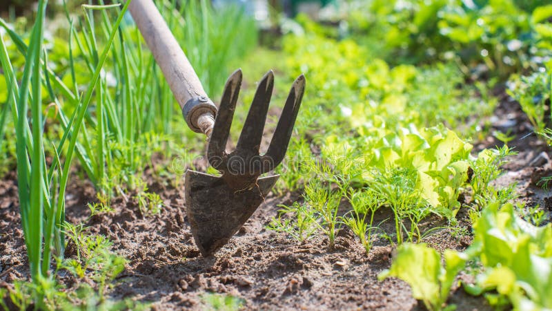 Fermier Cultiver Des Terres Dans Le Jardin Avec Outils à La Main.  Assouplissement Du Sol. Concept De Jardinage. Travaux Agricoles Photo stock  - Image du cultivation, fermier: 270298374