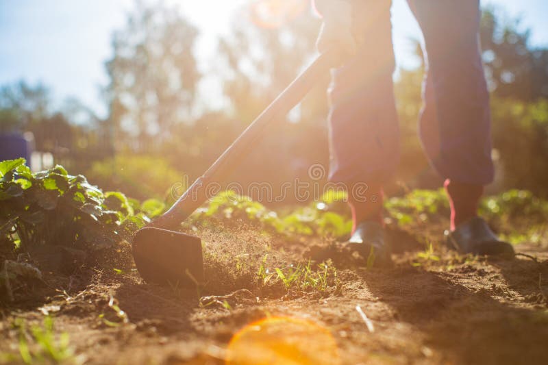 Fermier Cultiver Des Terres Dans Le Jardin Avec Outils à La Main.  Assouplissement Du Sol. Concept De Jardinage. Travaux Agricoles Image stock  - Image du agricole, cultivez: 270298301