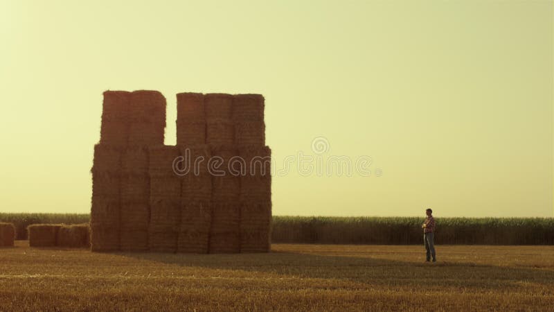 Fermier privind carul cu fân câmp la apusul auriu. industrie agricolă modernă stock video footage