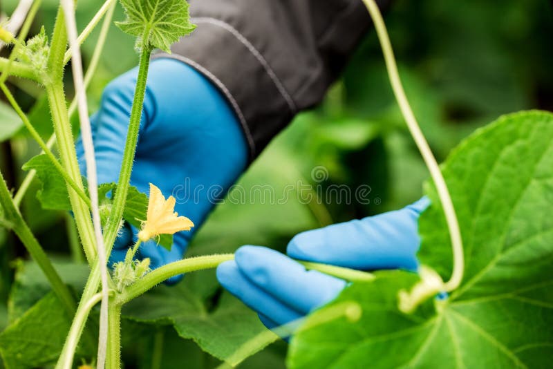 Fermier sau biolog în mănuși albastre cu un castravete royalty free stock photo