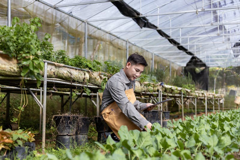 Fermierii asiatici care cultivă salată salată salată și verifică rata de creștere în interiorul tunelurilor cu efect de seră prin stock image
