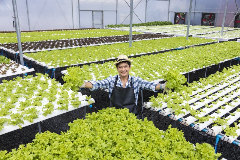 Fermierii asiatici care își cultivă salata verde în sistemul hidroponic al apei din seră, în cadrul abordării ecologice stock photography