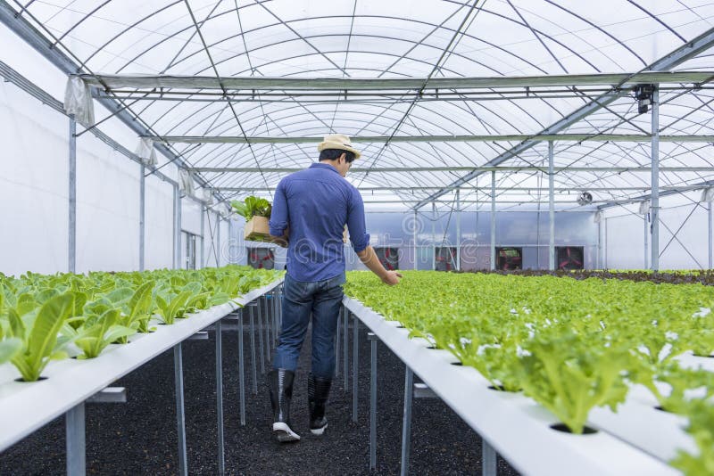 Fermierii asiatici își cultivă salata verde de stejar în seră folosind sistemul hidroponic de apă organic stock photo