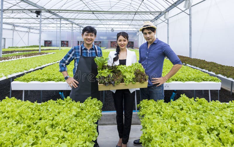 Fermierii din Asia își cultivă propria salată verde de stejar verde în sistemul apei hidroponice în cadrul abordării ecologice royalty free stock image
