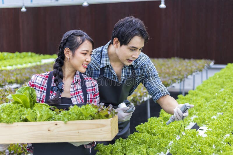 Fermierii locali asiatici care verifică valoarea palierului în apă și își cultivă propria salată verde de stejar în seră folosind stock photo