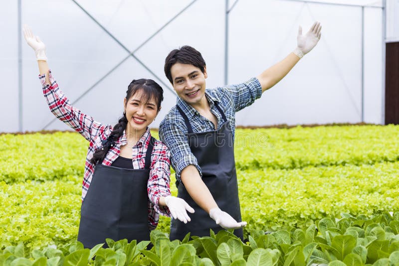 Fermierii locali asiatici care își cultivă propria salată verde de stejar în seră folosind abordarea ecologică a sistemului hidrop royalty free stock image