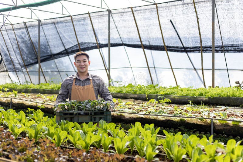 Fermierul asiatic local care cultivă salată salată în interiorul tunelului polivalent cu efect de seră utilizând abordarea organic stock images