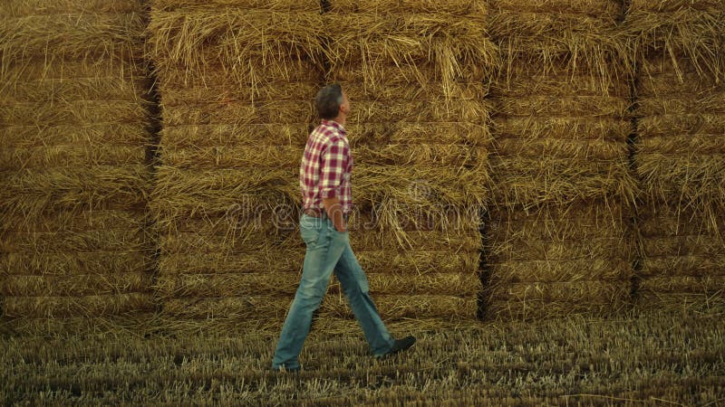 Fermierul care plimbă fân pe terenurile agricole. inspectarea rulotelor stock video