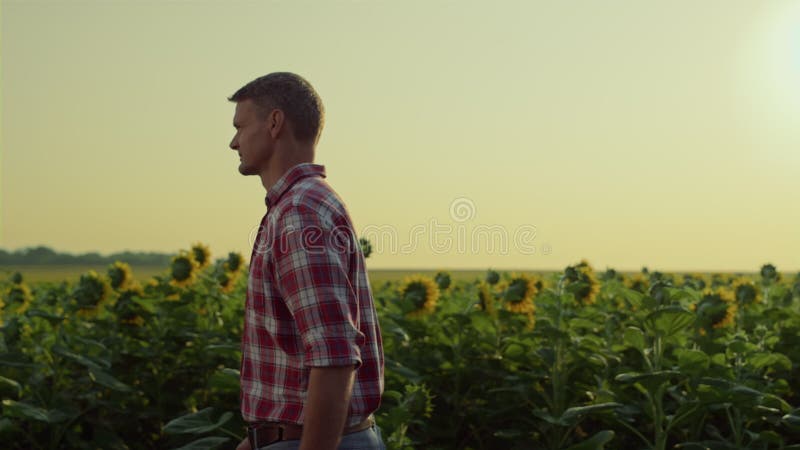 Fermierul care se plimbă pe câmpul de floarea-soarelui la apus. inspectarea agronomică a plantelor cultivate stock video footage