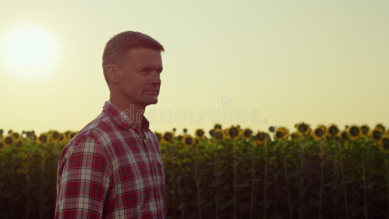 Fermierul care se plimbă pe câmpul de floarea-soarelui la soarele de seară auriu. inspectarea proprietarului agroeconomic stock footage