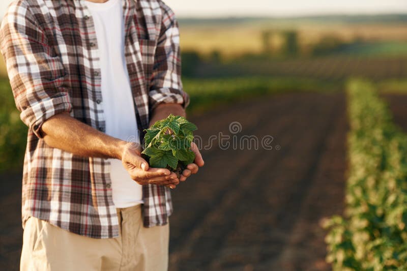 . Fermierul este pe terenul agricol stock photos