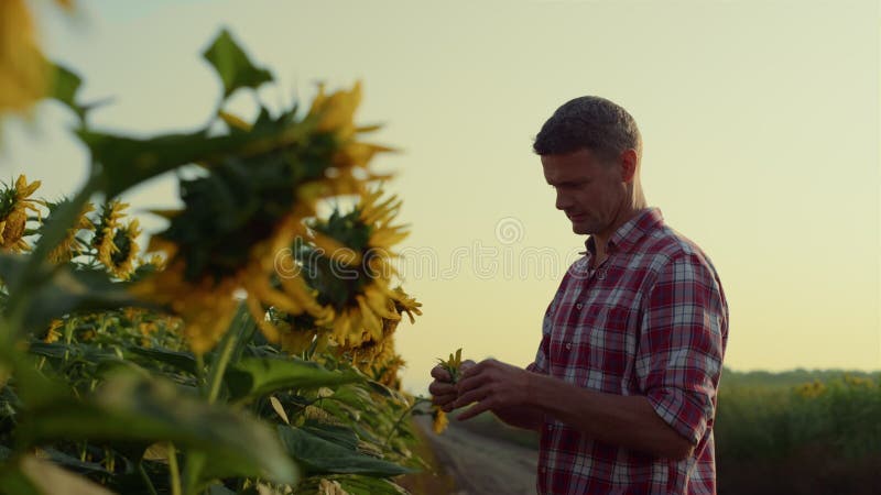 Fermierul examinează plantația de floarea-soarelui în toamnă. verificare agrară concentrată stock video footage