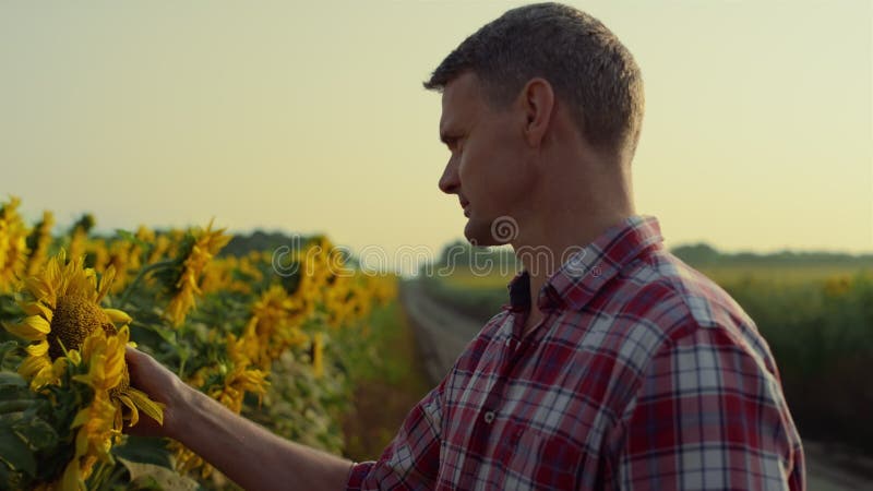 Fermierul inspectează floarea-soarelui înfloritoare în mediul rural. om verifica monocultura stock footage